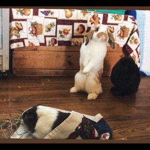 Meet your Posher, Amelia